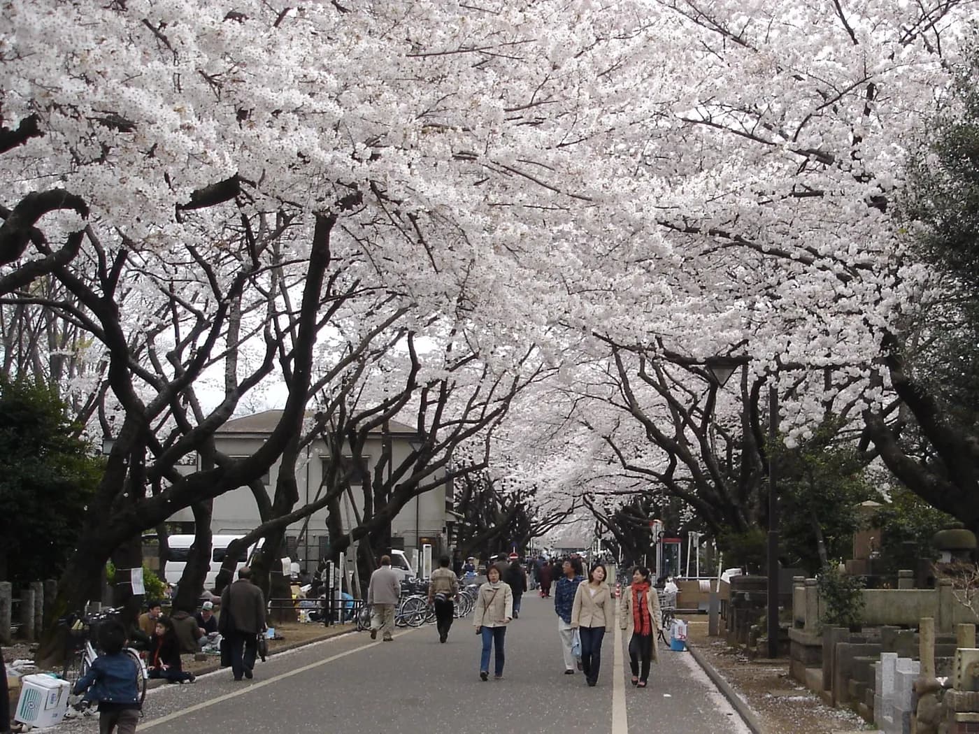 谷中霊園 さくら通り の写真