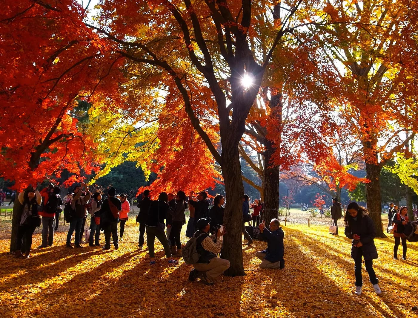 代々木公園 けやき並木 の写真